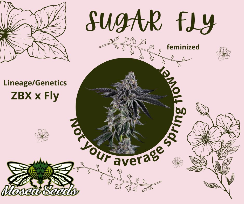 #SugarFly She's citrusy with heavy Z notes!
Lineage/Genetics
ZBX x Fly
rpb.li/zKa4TL
#moscaseeds
#growyourown
#howtogrow
#cannabisseeds
#cannabiscultivation