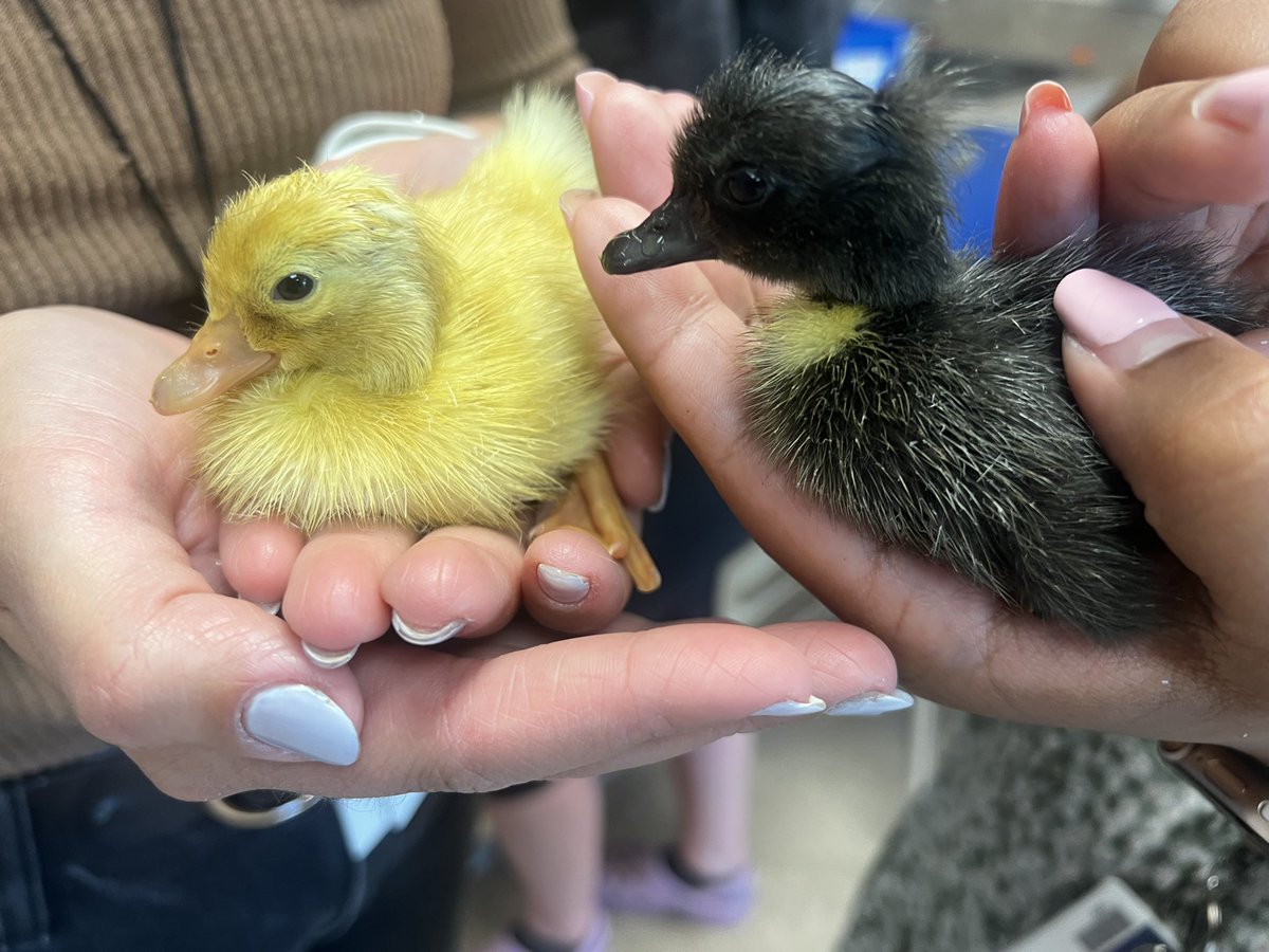 Our ducks have hatched! We are so excited to take care of and see them grow 🐣 #rvsed