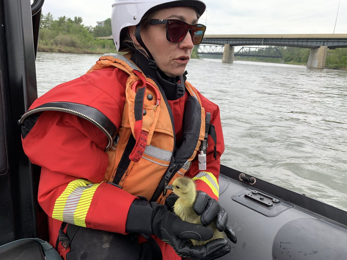 Sometimes we’re in the right place at the right time! This little one was all alone and was rescued by a crew during training evolutions on the #RedDeer river tonight.