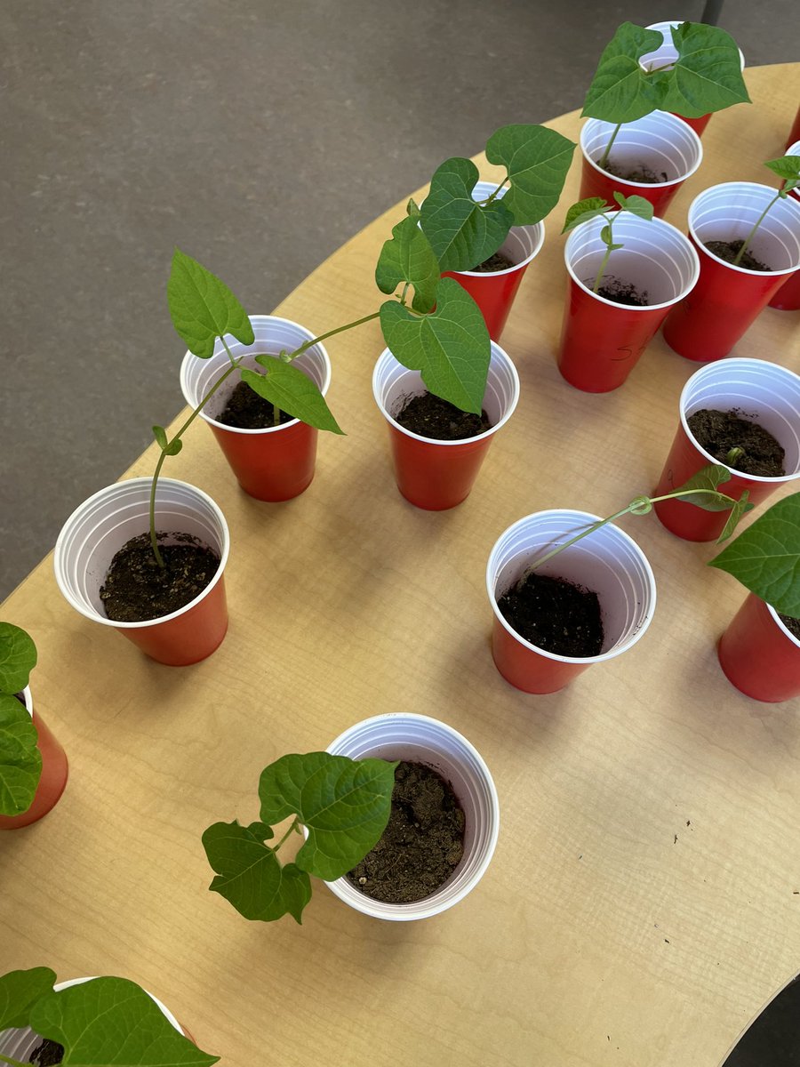 mrs_madore's tweet photo. We’ve been busy learning about the needs of plants and animals! Our bean plants have sprouted 🌱 and our caterpillars are now in their chrysalis 🐛 #rvsed #ccaconnect https://t.co/ol90ITDnS0