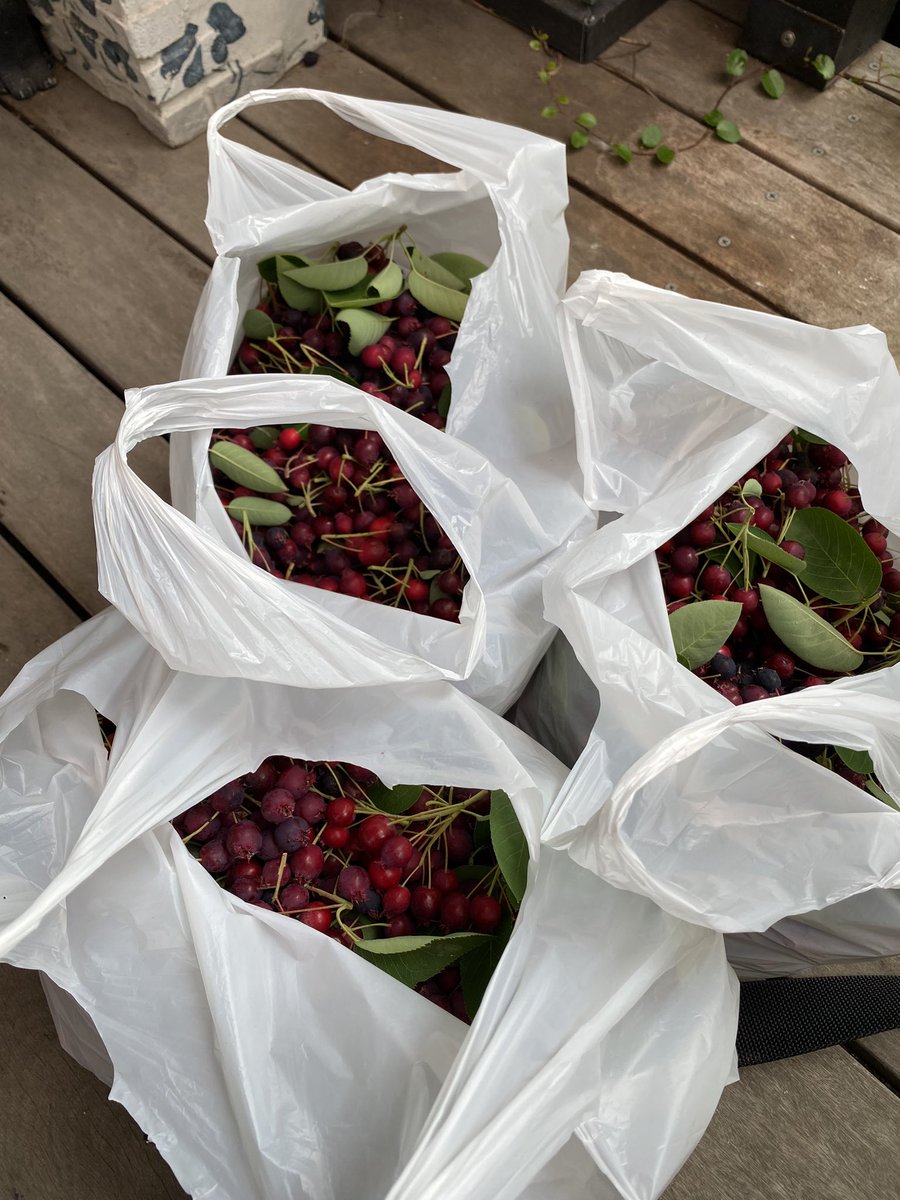 「今年も山盛り実がついたジューンベリー。午前中2時間かけて収穫してきました。半分も」|しんりんがく@【と04a】COMITIA144のイラスト