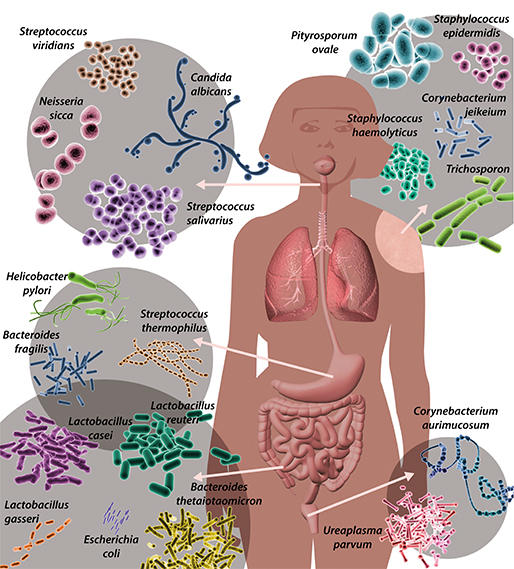 How human are we? An estimated 30 trillion cells in our body—less than a third—are human! The rest being large numbers of friendly bacteria, fungi, viruses and other microorganisms—collectilvely called microbiota. In fact, 70-90%  of our body cells are bacterial!