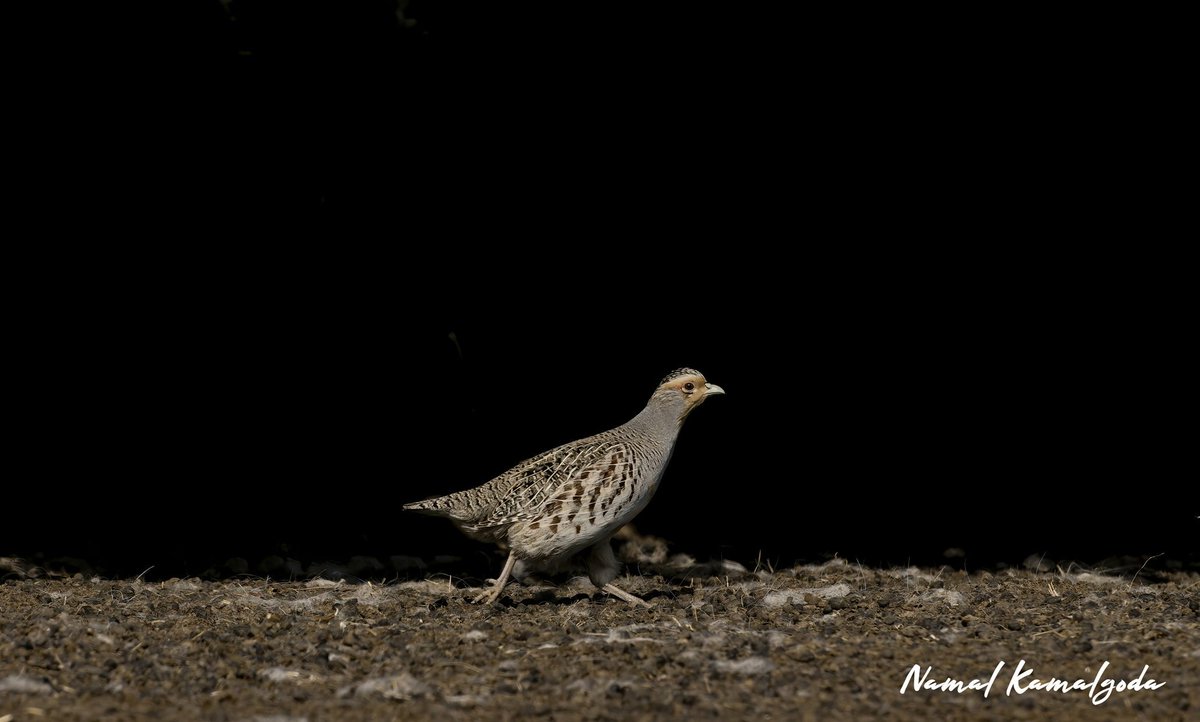 Daurain Partridge in Hustai National Park, in Mongolia 

#travel #travelgram #WildlifePhotography #nature #safari #birdsofinstagram #best_birds_of_world #partridge #birdsofmongolia #hustainationalpark