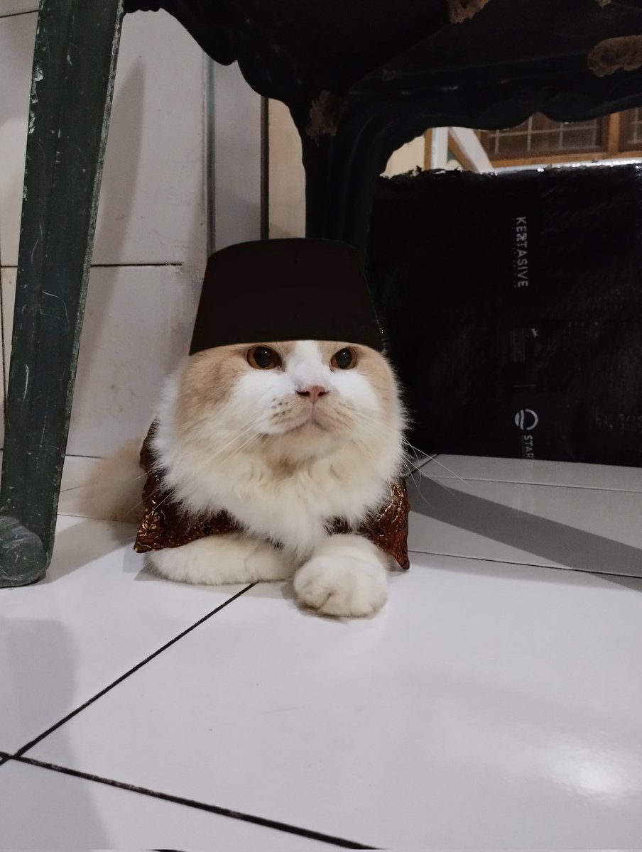 Mocca & M Family 🐱 tweet media