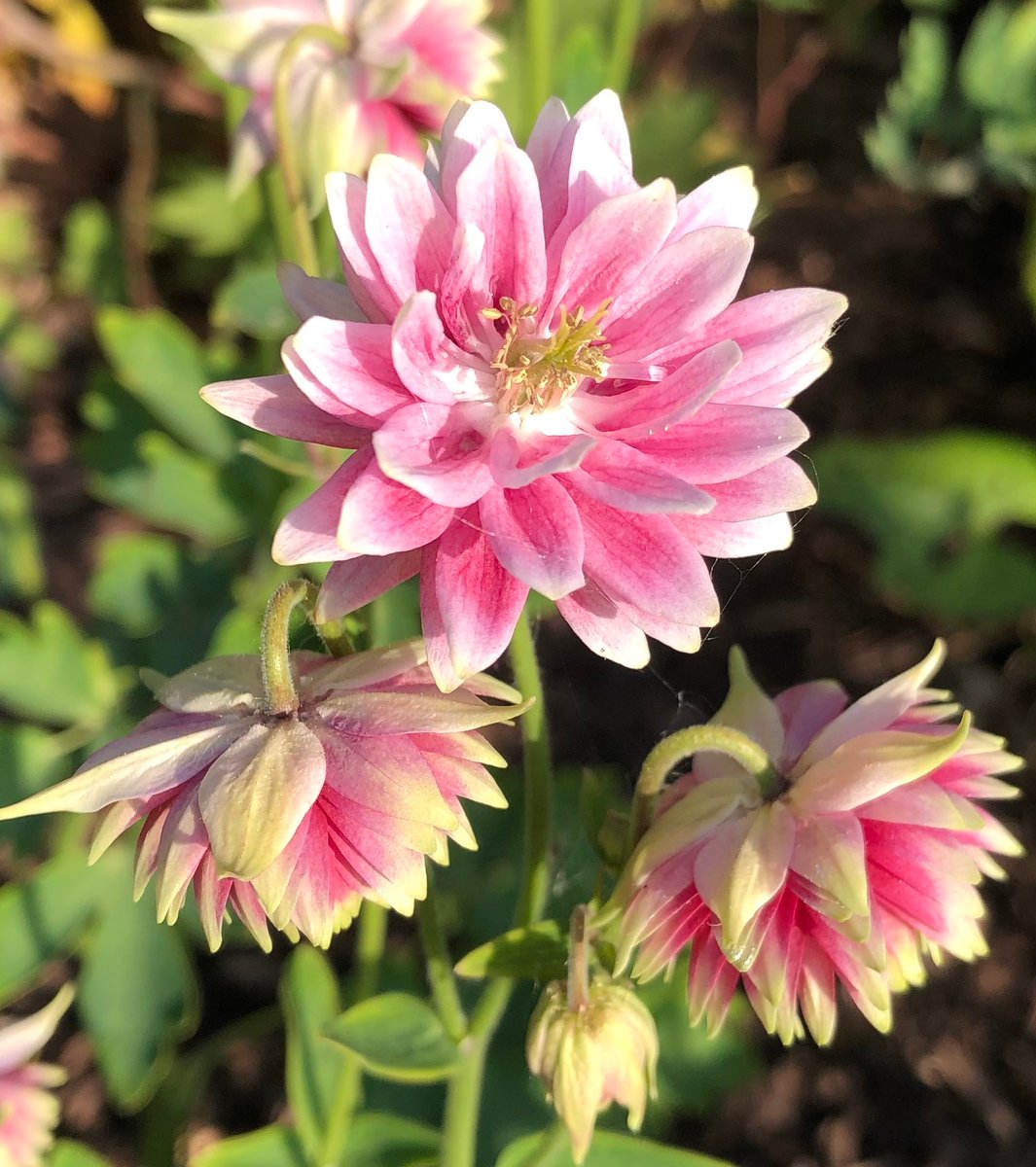 blossombaby123's tweet photo. This beautiful #aquilegia is looking beautiful. Don’t know the variety as it was given to me last year. #myhappyplace #garden #thebeechwoodretreat https://t.co/sFsdgcOomj