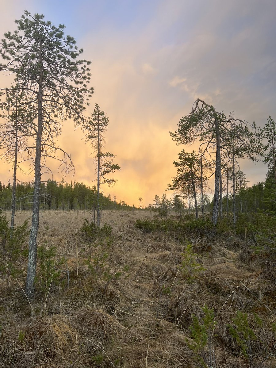 Around midnight in the Lappish swamps. Such a peculiar light!. ♥️ Lapland