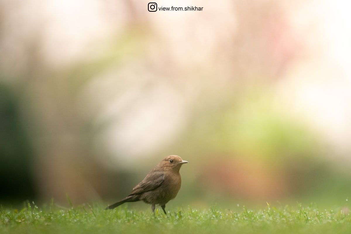 Nature's Gem: Witnessing the beauty of a Brown Rock Chat amidst dew-kissed grass.

#BrownRockChat #NatureBeauty #IndiAves #ThePhotoHour #BirdsSeenIn2023 #SonyAlpha #CreateWithSony #SonyAlphaIn