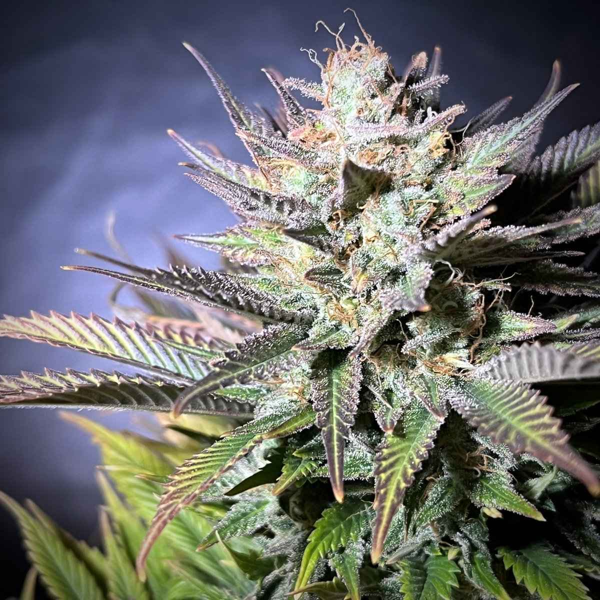 MyrceneDream's tweet photo. White Sugar OG. Ready to chop!

#cannabisgrowers #growyourown #cannabisculture #cannabiscommunity https://t.co/k71yeBM4Sn