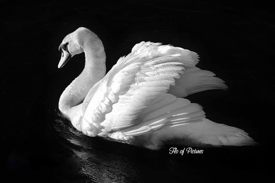 flo818's tweet photo. The  Muted Swan..I am a photographer and I love taking pictures of things that catch my eye and to help create beautiful memories!Once taken, you can never take that vision away! https://t.co/Qihy5ZTWOG I also have a store on https://t.co/ixOG88iNbT I have 173 pictures on site! https://t.co/qiJ0gFsOMb