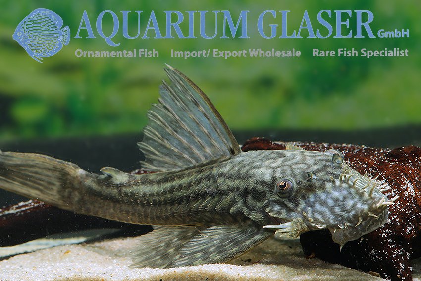 aquariumglaser's tweet photo. #Ancistrus sp. #L267 #Pozuzo
find more details and pics @ https://t.co/kgExUnuDLM https://t.co/FkUv6jWS3l