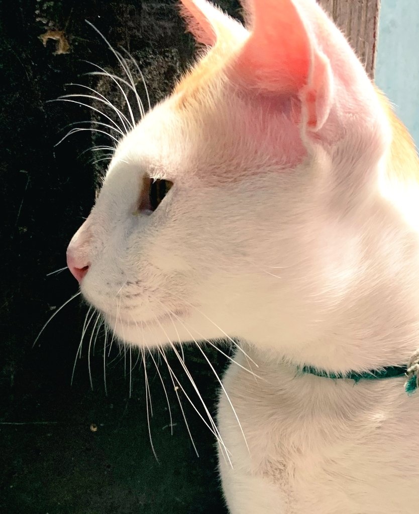 mdcreativepxin's tweet photo. Cat model 🐱 #cat #팀세븐틴_보고올랐지_8주년까지 #niamal #NationalWineDay #nature #NaturePhotography #NaturalGas #supercat #Days #lovelive #LoveLedUsHere https://t.co/N2pTAlBMiJ