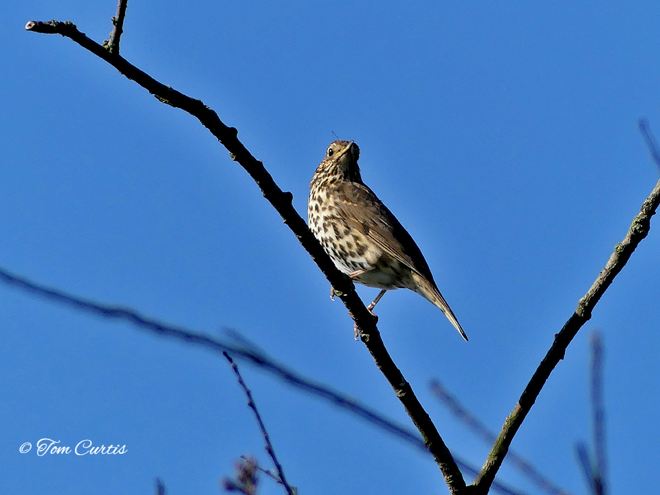 Song Thrush high up in a tree
#photooftheday #beautiful #photography #picoftheday #nature #birds #britishbirds #countryfile #autumnwatch #rspb #wildlife #bbcspringwatch #thewildcapture #birdwatchingmagazine #thewildcapture