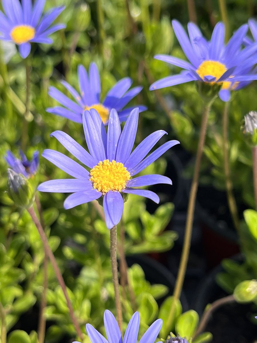 onlybeci's tweet photo. The benefits of going for a walk are rewarding when you come across natureโs beautiful creations...๐ธ
#MyDailyWalk
#SpringFlowers ๐ธ
#MayGray โ๏ธ
Have a safe and fabulous Friday! ๐ค https://t.co/mw8Zpzi7aI