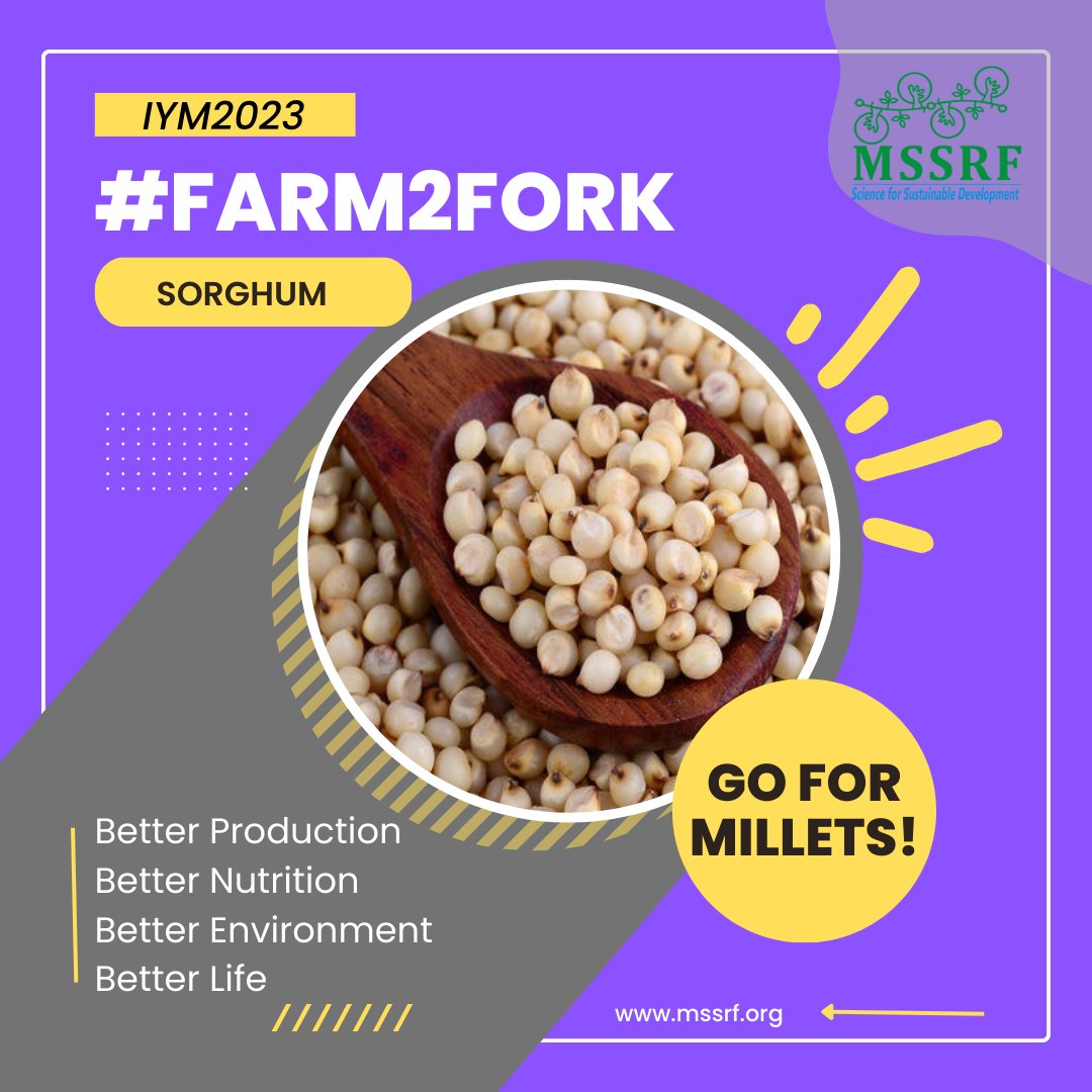 mssrf's tweet photo. #KnowURmillets
#Sorghum is a #glutenfree, hearty, #tasty & easy-to-grow #food #grain called:
Cholam #Tamil #Malayalam
Juara #Oriya
Jonna #Telugu
Jwari #Marathi
Jowar #Punjabi #Hindi
Benefits of eating #Millets cannot be ignored!
Just #Go4Millets‼️
#MSSRF_IYM2023 @IYM2023 https://t.co/Mq6X3g7smi