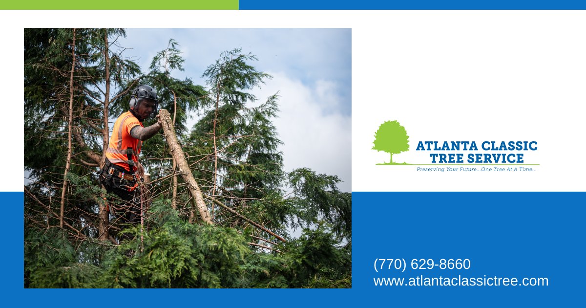 Atlanta Classic Tree provides homeowners with professional quality tree pruning services. 

#pruning #atlanta #treeservice #treework #arborist

Call us at (770)-629-8660 to book an appointment! bit.ly/3v9ZP7Y
