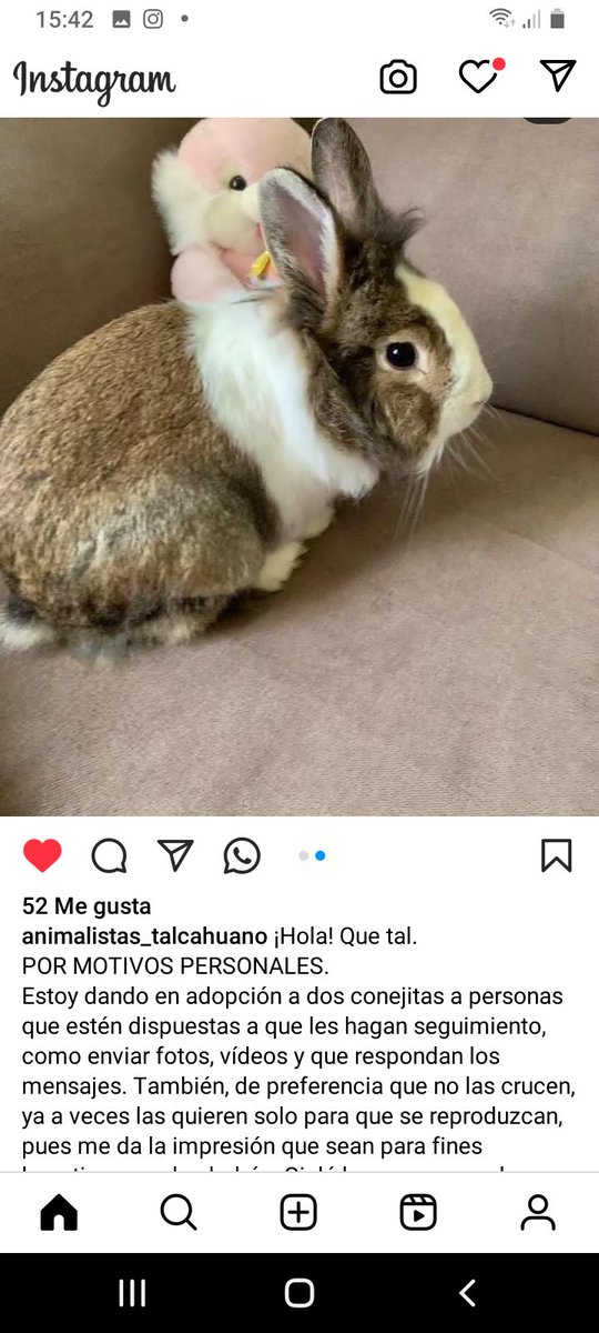 Katherin8782818's tweet image. #Conejitos #Adopcion