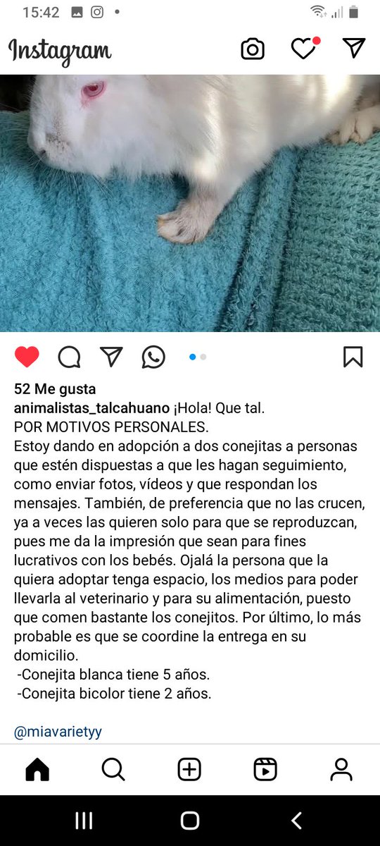 Katherin8782818's tweet image. #Conejitos #Adopcion