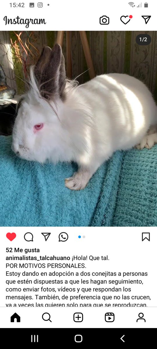 Katherin8782818's tweet image. #Conejitos #Adopcion