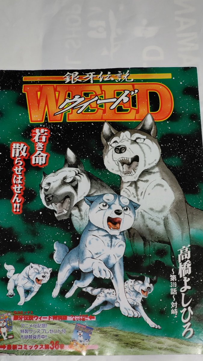 #銀牙伝説WEED
#銀牙
銀牙伝説WEEDのカラーページ😀

連載も６年目になりましたね。
北海道のロシア軍団の頃だね😄