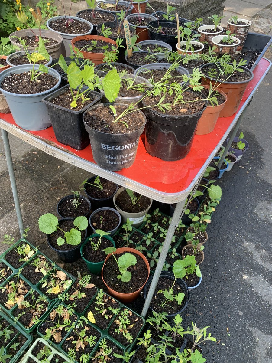 Managed to get the “seedlings of solidarity” out just before heading off to Congress #ucuTOGETHER 

For any @BirminghamUCU or @BhamUniUnison folks, you can find these just opposite the entrance to Muntz park ✊🏻❤️🪴 Help yourself! Lets grow a better world together 😂
