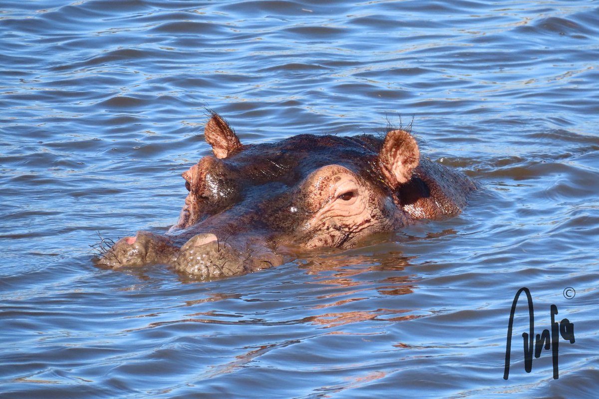 #Hippopotamus keeping a close eye on me. 
#photography #nature #wildlife #outdoors #goedemorgen #hippo #water #travel #safari #Makgadikgadi #Botswana #Africa #MagicalBotswana