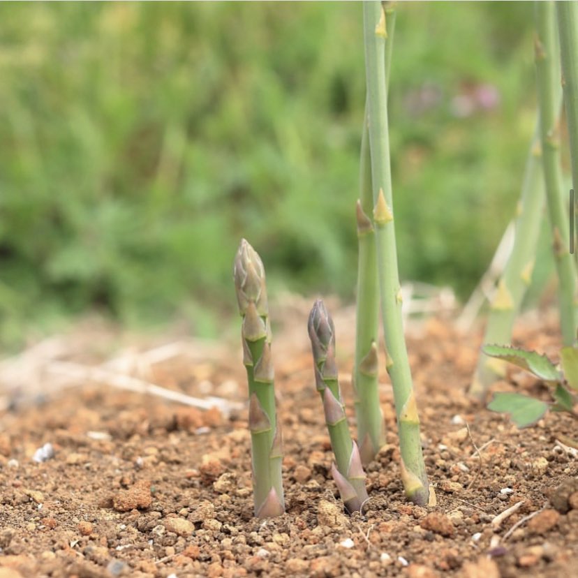Foodari's tweet image. Sevenscore asparagus is always a highlight of spring, and this year's crop certainly hasn't disappointed so far!

As always, the season will last until the final cut during summer solstice, a tradition that has been followed by the Dyas family since they began farming.