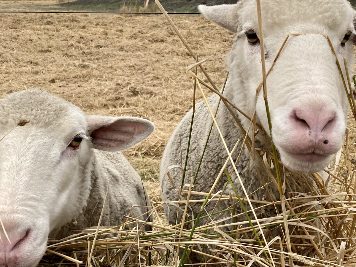 cornishnature's tweet photo. Bit of an impromptu sheep fashion shoot because they’re so inquisitive and enjoy a bit of a scratch on the head from time to time. https://t.co/aUf5fXLlDa