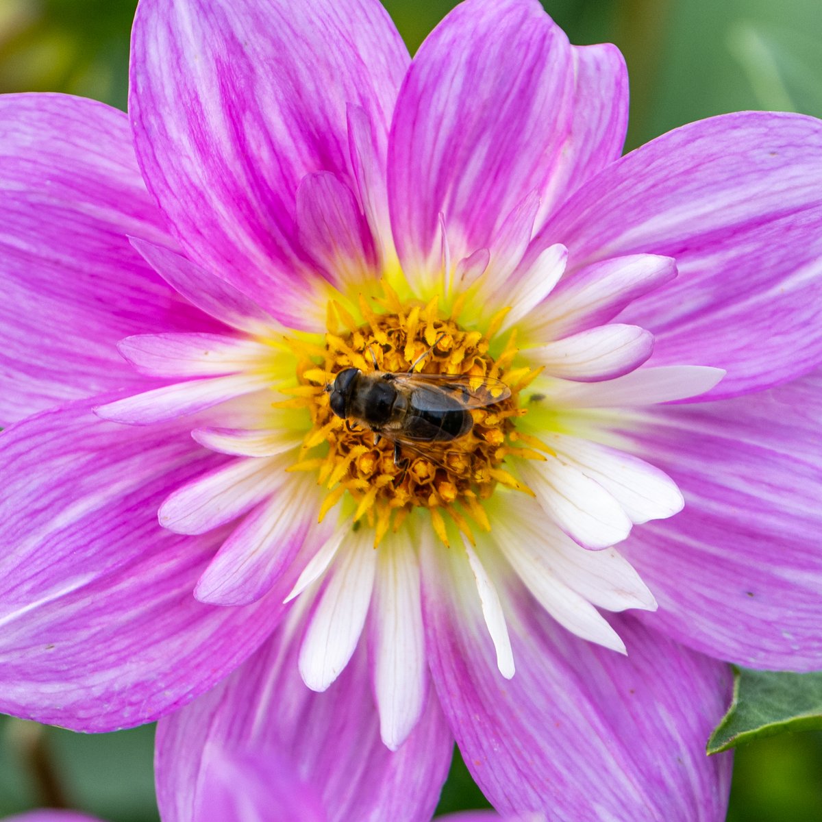 Bee-utiful photo of a Dahila to brighten up your day! 🌸🐝
Photo taken by Jamie - Eagle Eyed Girl Age 7! 🦅👁📸

@NikonEurope  @RSPCA_official  @The_RHS 
#honeybees #beesofinstagram #bees #macro
#SaveTheBees #BeeAwareness #PollinatorsMatter #NaturePhotography #BeeLover…