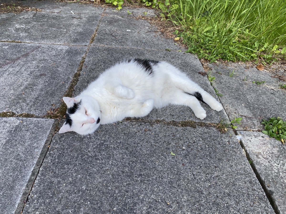 cardiffcathchap's tweet photo. While the exams go on and students have their heads in revision books, we’ve been asked by some alumni for more coverage of Magnus the Newman Hall cat. You ask; we provide… https://t.co/2nqGWoCtrJ