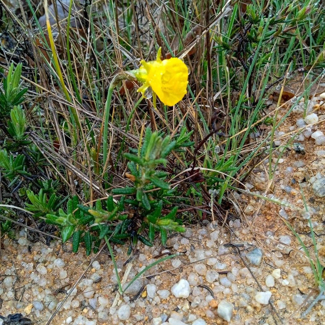 Today is #FloraFriday and we share an observation of a Petticoat daffodil (Narcissus bulbocodium or Campainha-do-Monte in portuguese), spotted in Paul de Toirões rewilding area.

Have you already seen one of these before? 💮

📸 Fernando Romão / iNaturalist