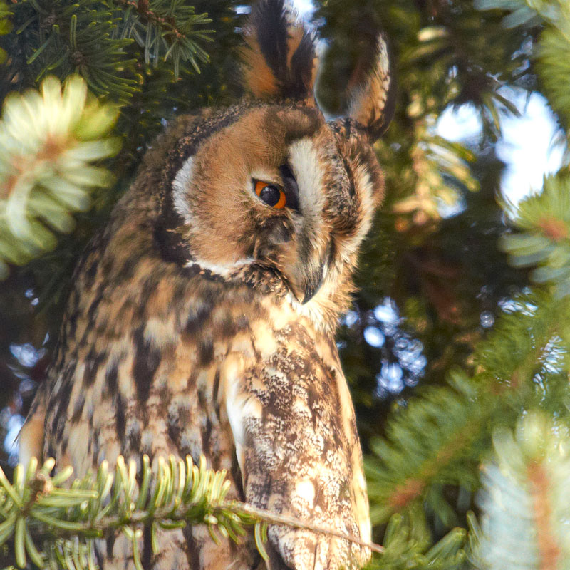 suffolkowls's tweet photo. #LongEaredOwls are one of our most secretive birds of prey, nesting in dense woodland far away from human disturbance. At this time of year their young get quite vocal, making a "squeaky gate" sound.
#FactFriday #AllAboutOwls https://t.co/ZbprZeu1ix