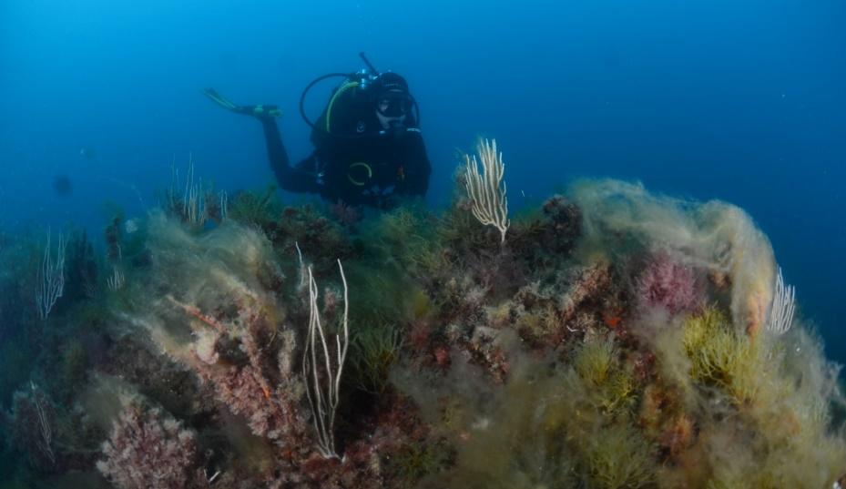 ¡Necesitamos tu ayuda para detectar este fenómeno y cuantificar su impacto!📣 Se están observando importantes proliferaciones de algas filamentosas en el fondo marino, recubriendo gorgonias, corales y macroalgas. ¿Cómo contribuir? Sigue ⬇️🧵 #RetoFilamentosas