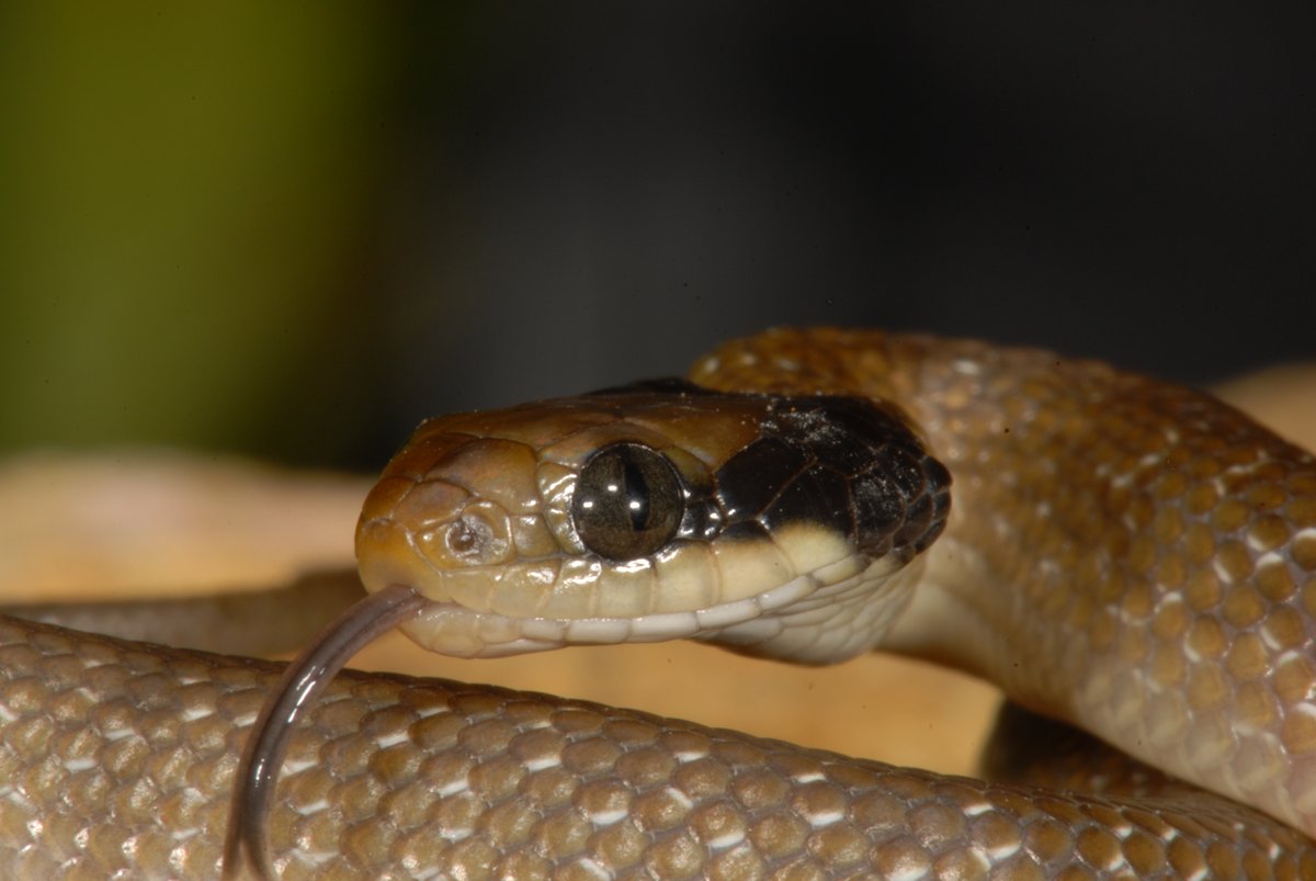 goldcoastsnake's tweet photo. New species of snake in Africa:
Crotaphopeltis andreeblouinae Hoser, 2023. (Colubrid, Africa)
Crotaphopeltis juliusnyererei Hoser, 2023. 
Crotaphopeltis ufipaensis Hoser, 2023. 
Crotaphopeltis rondoensis Hoser, 2023. 
Learn more at:
https://t.co/onKREX3v7V https://t.co/GyqfxmvDq4