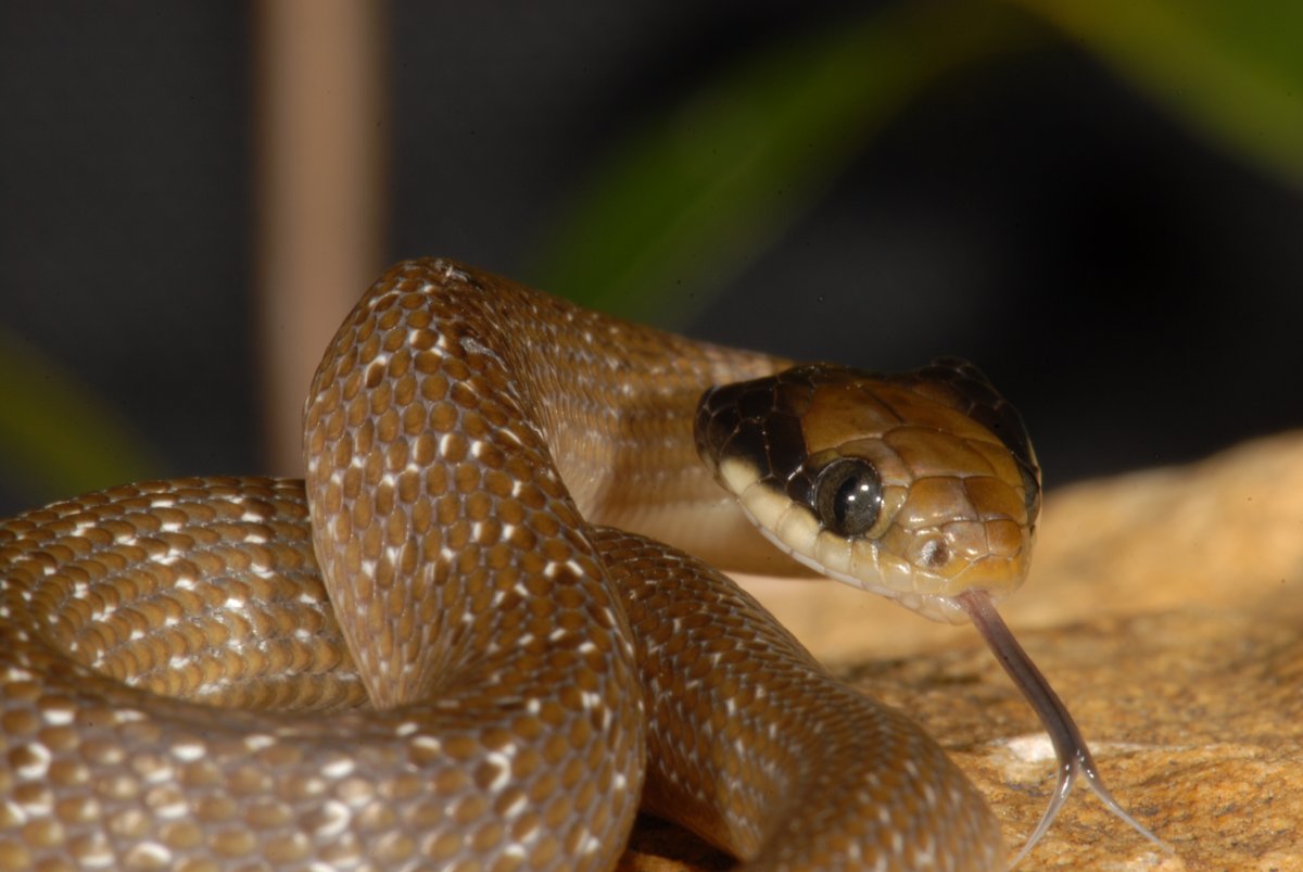 goldcoastsnake's tweet photo. Crotaphopeltis hotamboeia rubrumlabellum Hoser, 2023. 
Crotaphopeltis hotamboeia luteuslabellum Hoser, 2023. 
Crotaphopeltis hotamboeia labellumpulvereus Hoser, 2023. 
Crotaphopeltis hotamboeia albalinguacalloso Hoser, 2023. 
Crotaphopeltis tornieri udzungwaensis Hoser, 2023. https://t.co/DAfY4Lemkc