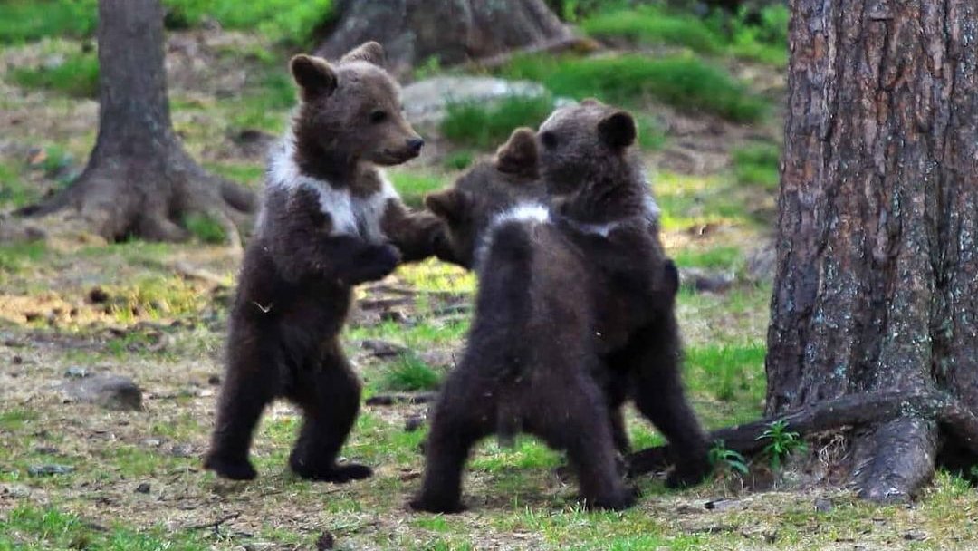 It's almost 10 years since Finnish teacher and amateur photographer Valtteri Mulkahainen captured bear cubs playing ring-a-roses in the forests of Martinselkonen, creating a viral sensation back in 2013! boredpanda.com/dancing-baby-b…