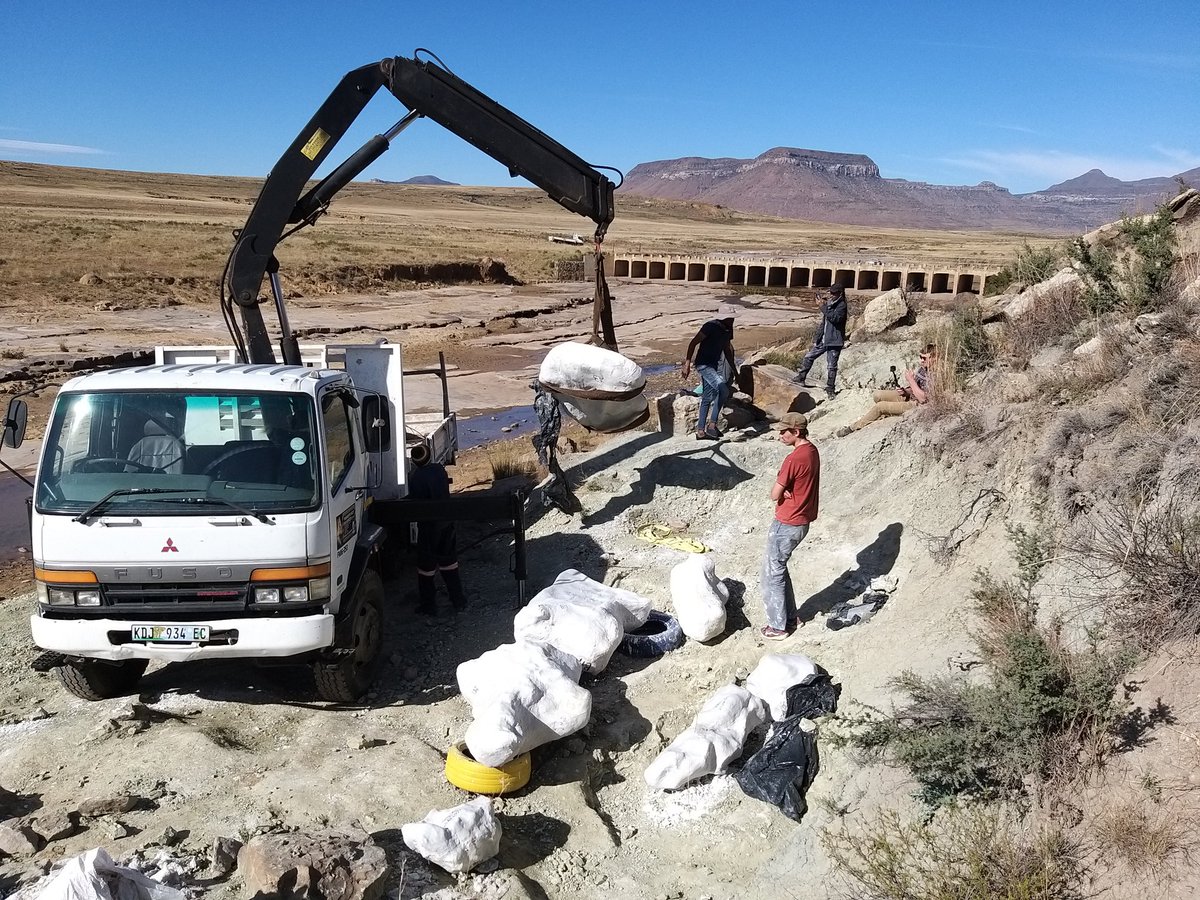 Palaeontological Society of Southern Africa tweet media