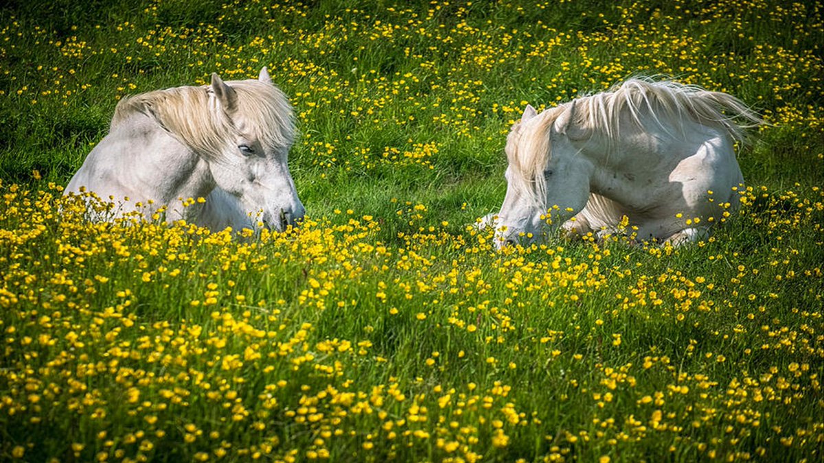 Icelandic horses resting in a field of spring wildflowers  🇮🇸