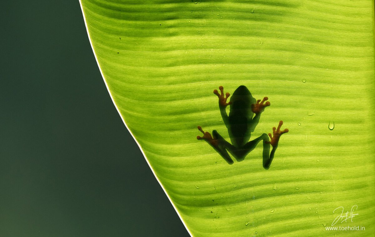 Red-eyed Tree Frog #Costarica.

Jan 2024 - 4 Spots available for this spectacular photo tour. DM me if interested! 
#ToeholdPhotoTravel