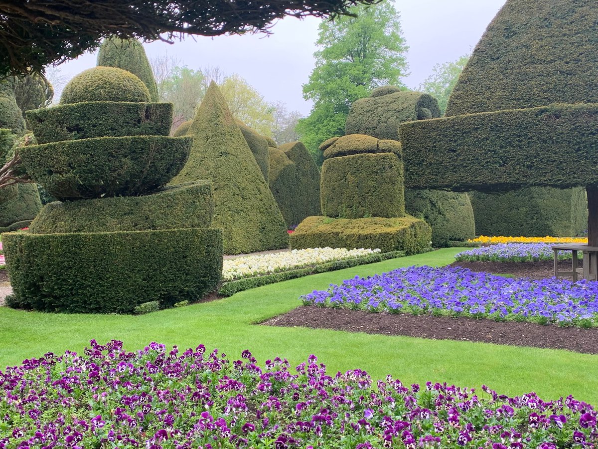 Purples reign.

#topiary #topiarygarden #beddingplants #accentuation #Cumbria #Cumbriangarden