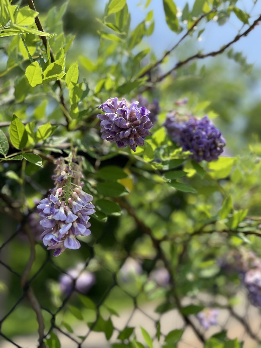 Waterfront Botanical Gardens (@waterfrontgrdns) on Twitter photo mailchi.mp/waterfrontgard… mailchi.mp/waterfrontgard…