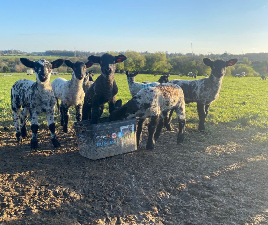 It's great to look out into the fields and see the lambs with their mums, as they begin to find their feet. 

And it's even better seeing them enjoying our very own Dual Mag mineral block. 

How are your spring lambs doing?  🐑

#stowag #agriculture #lambing #sheep
