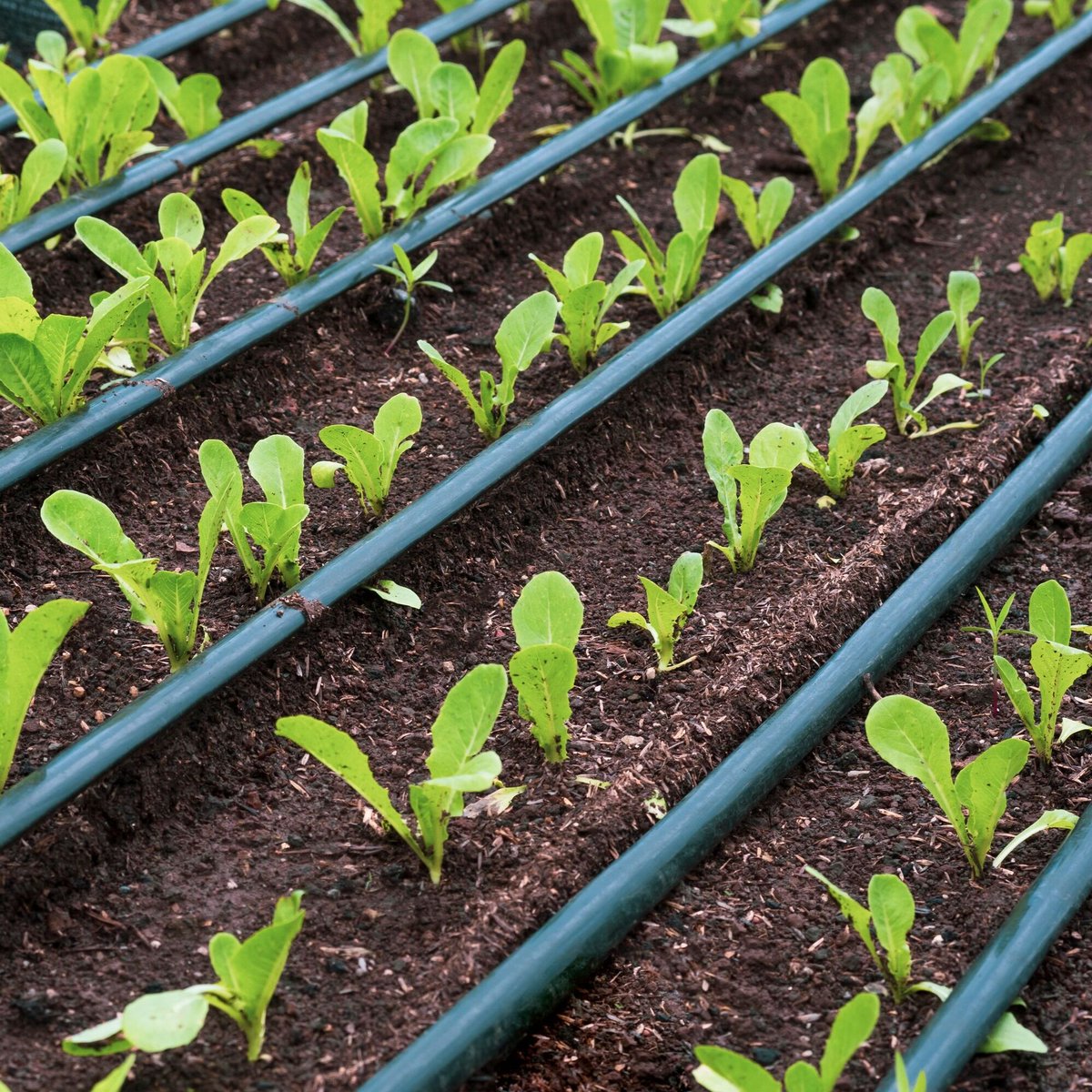 Consider using drip irrigation to save water and ensure that your plants get the right amount of water without overwatering. #DripIrrigation #WaterEfficiency
