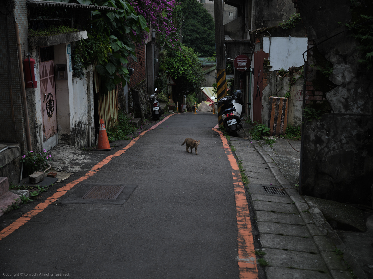 #Taiwan #Tamsui #FUJIFILM #gfx100s #gf3264 #ProNegStd