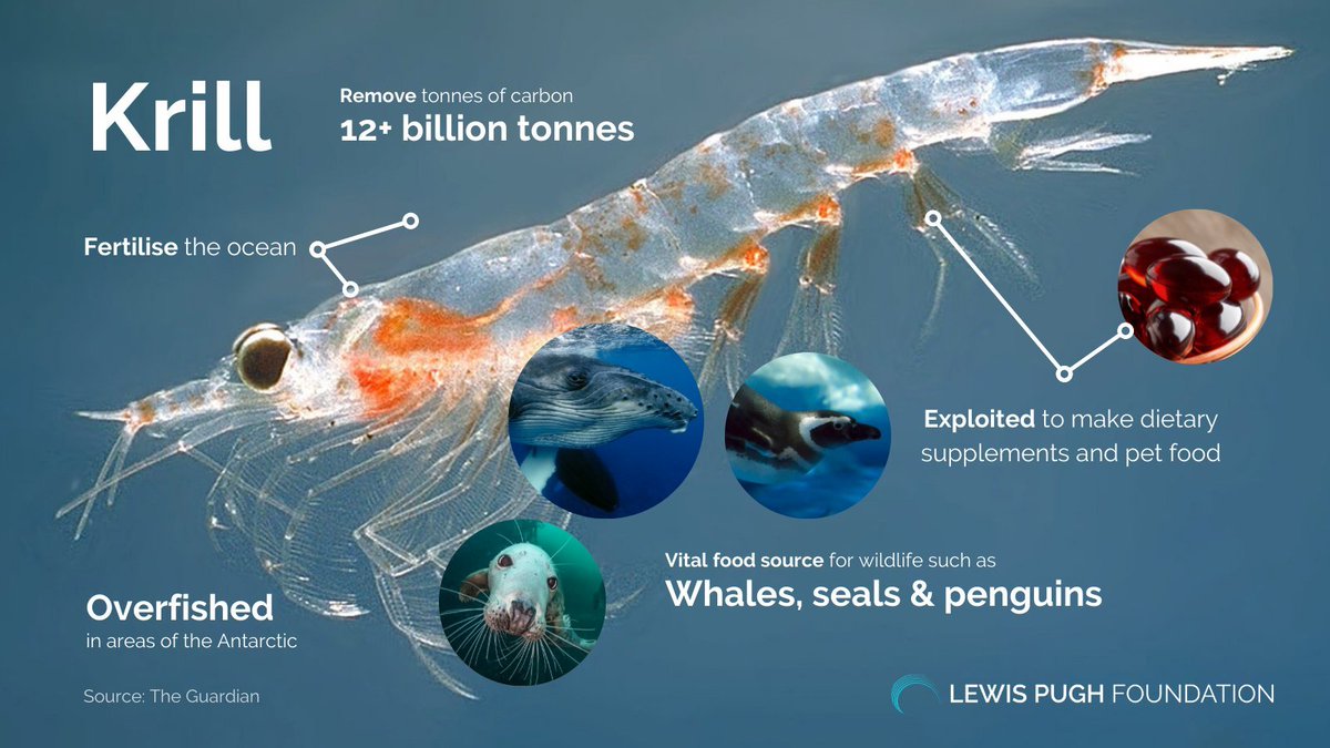 Krill | Ice Stories: Dispatches From Polar Scientists
