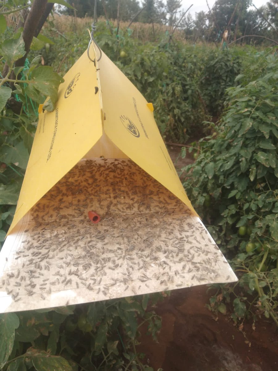 Tutalure  is very effective for Tuta absoluta.