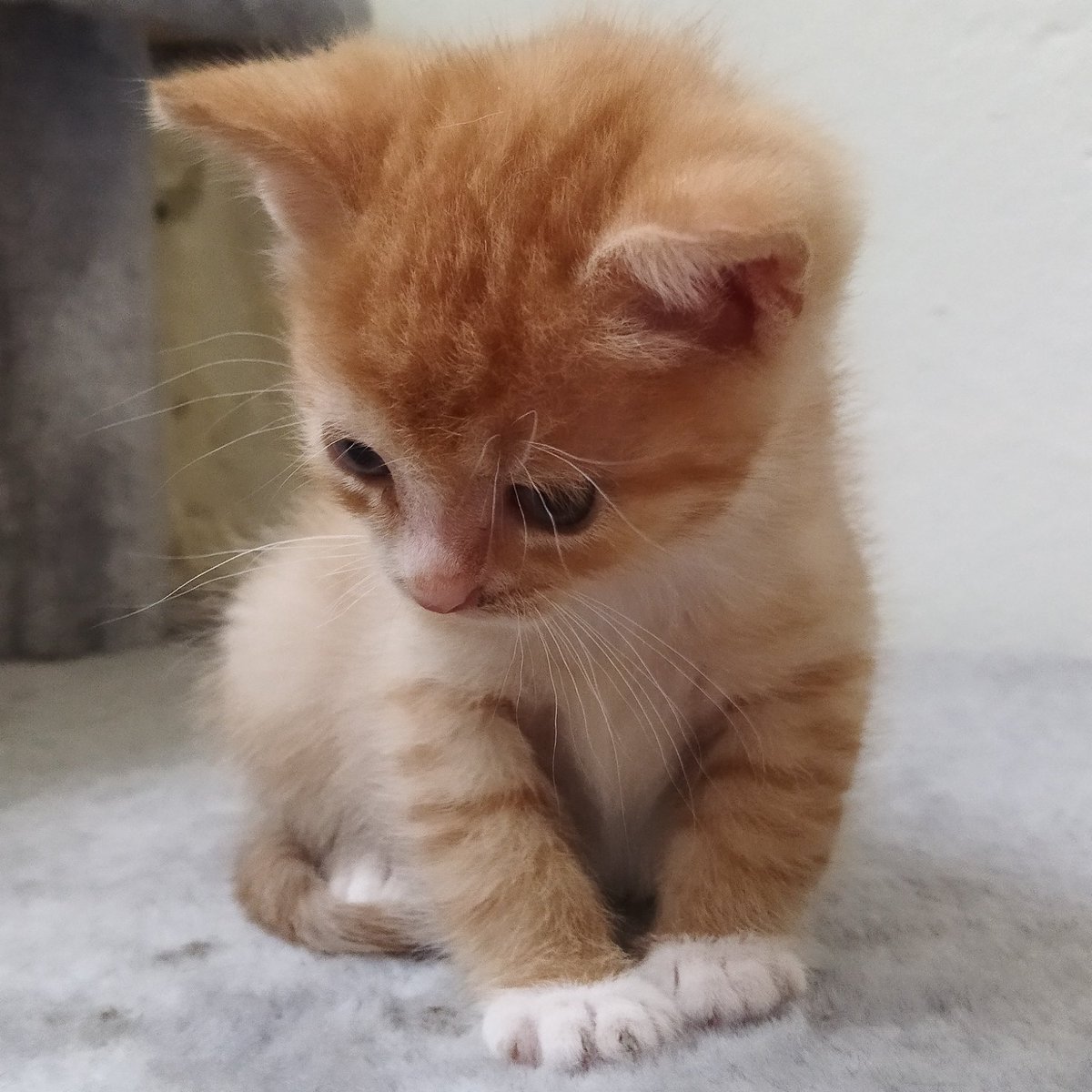 FinMordecai's tweet photo. Когда не можешь объяснить свою маленькость- https://t.co/u2h33aoFJO