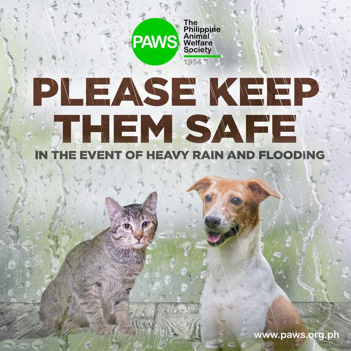 PAWS Philippines tweet media