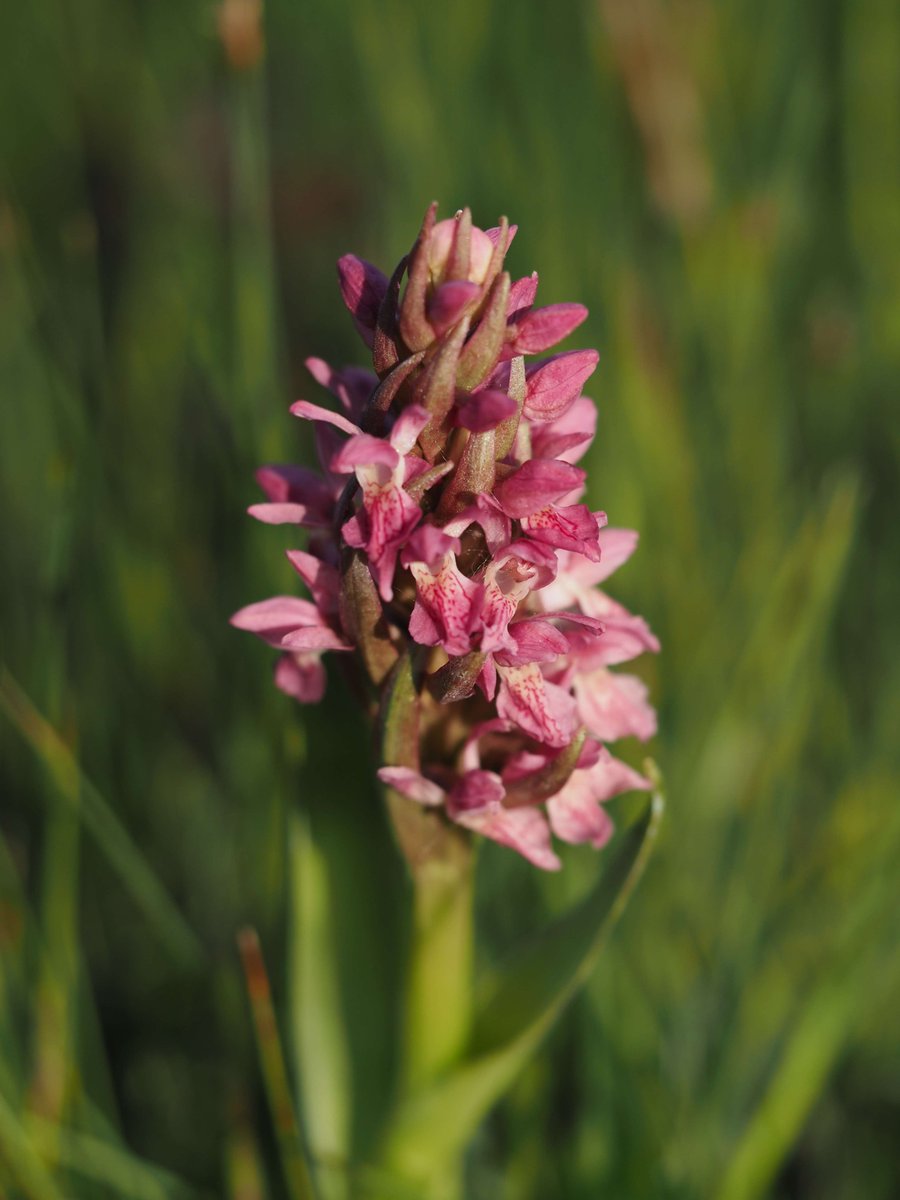orchidnewbie1's tweet photo. Dactylorhiza incarnata, Glamorgan (25/05/2023) https://t.co/NN8aYwS1ms