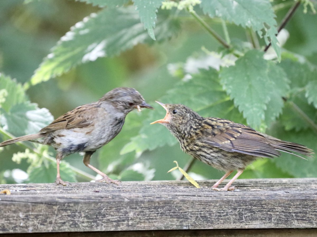 Dunnock feeding it’s young #bird #birding #birdlovers #bbccountryfilemagpotd #bbcspringwatch #BBCWildlifePOTD #birdoftheday #birdphotography #BirdsOfTwitter #sussexbirds #jessopmoments #jessopsmoment #jessopsmoments