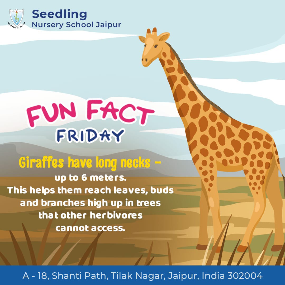 It's #FunFactFriday
Check back on Friday for a fun fact about your favourite animal.
.
𝗔𝗗𝗠𝗜𝗦𝗦𝗜𝗢𝗡𝗦 𝗢𝗣𝗘𝗡
Age group 2+ onwards
.
#seedlingnuseryjaipur #seedlingnurseryschool #jaipurschool #school #education #nursery #preschool #kindergarten2023 #children #playgroup